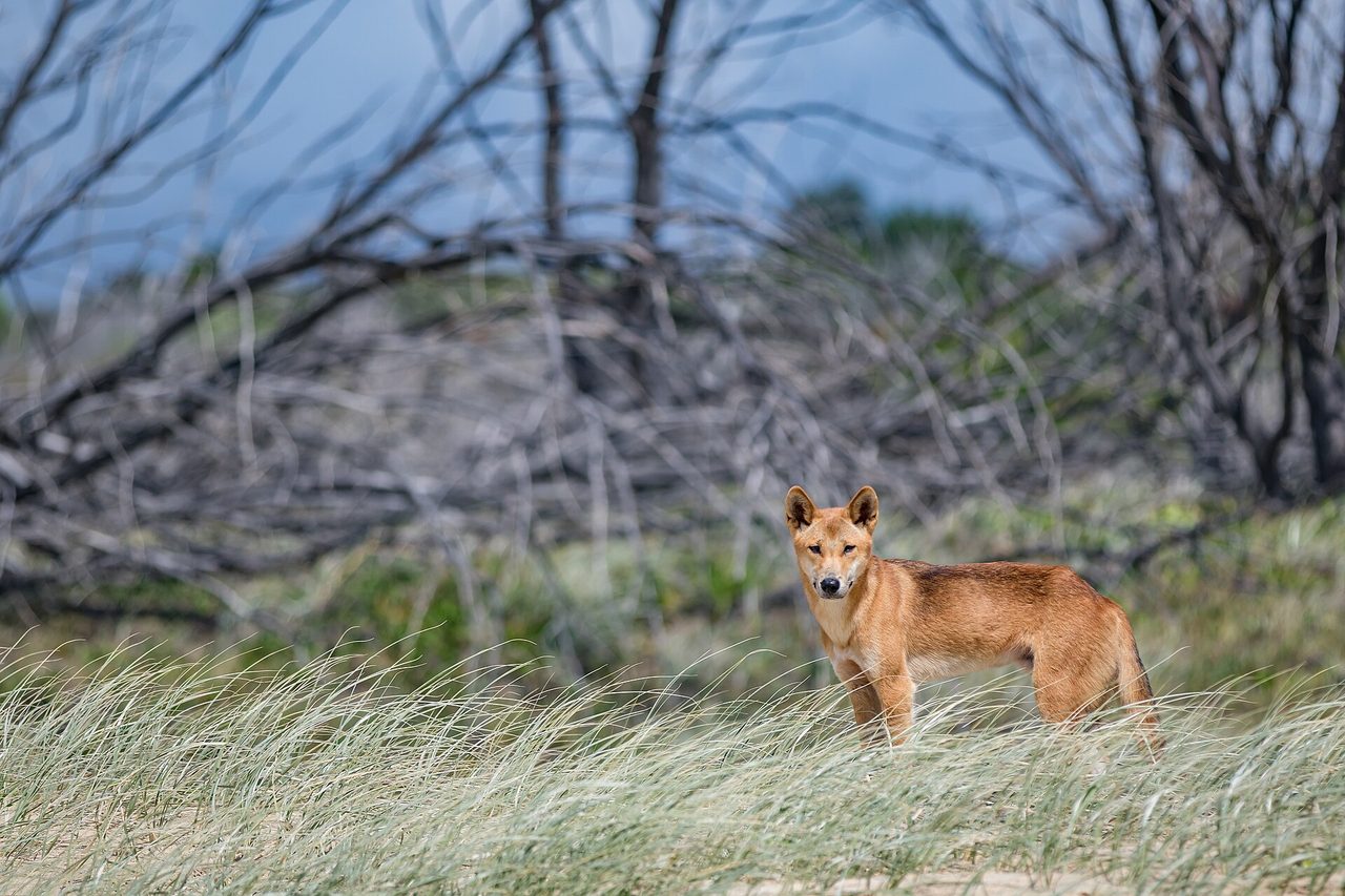 A wild dingo (Canis lupus dingo) stands alert in coastal grassland on Fraser Island, Australia, looking directly toward the camera against a backdrop of bare trees and blue sky.