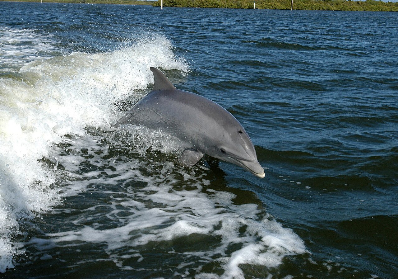 A common bottlenose dolphin breaking the surface with a curved dorsal fin and intelligent dark eye.