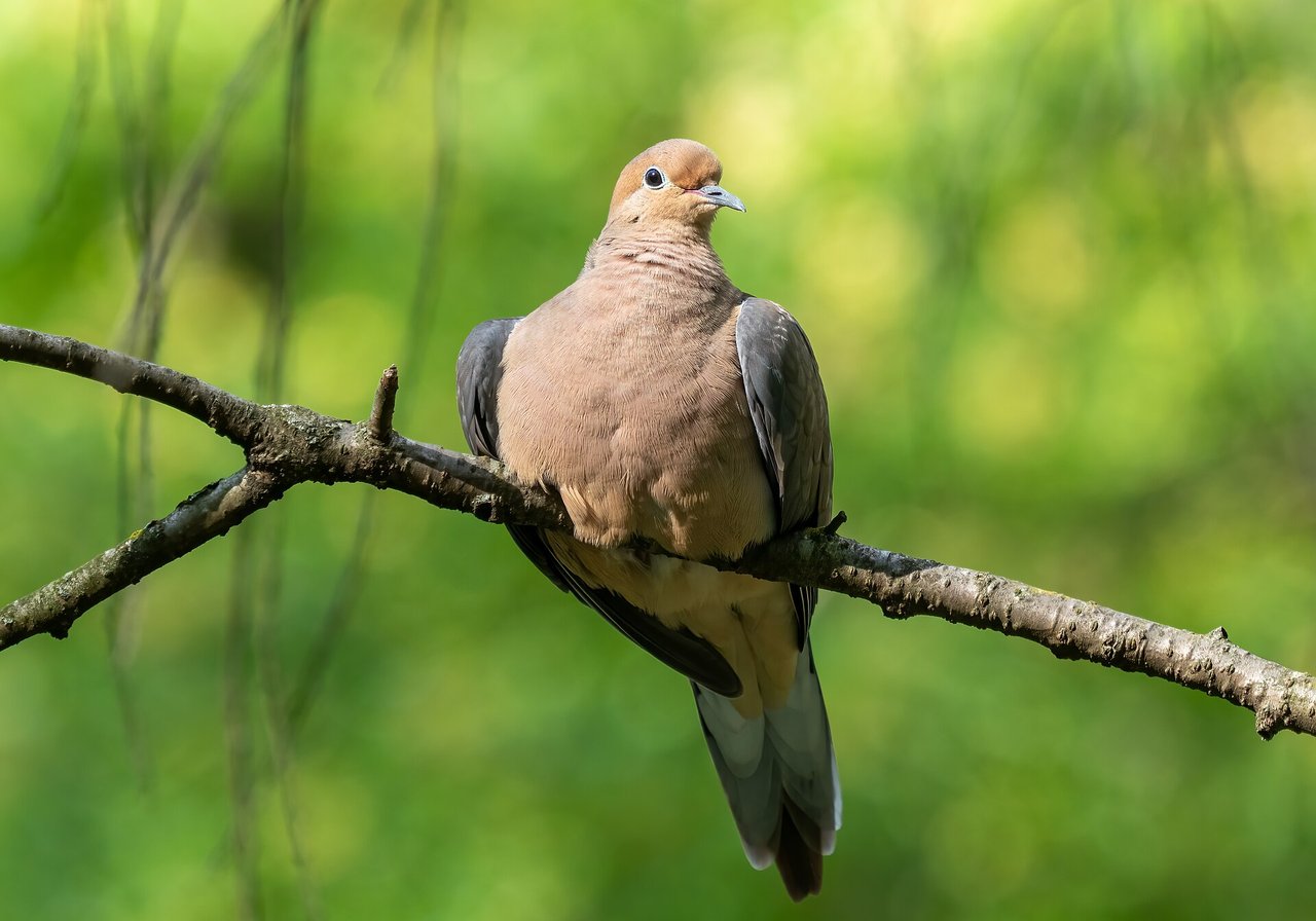 A European turtle dove with mottled golden-brown wings and a distinctive black-and-white striped patch on the neck, perched in a sunlit woodland.