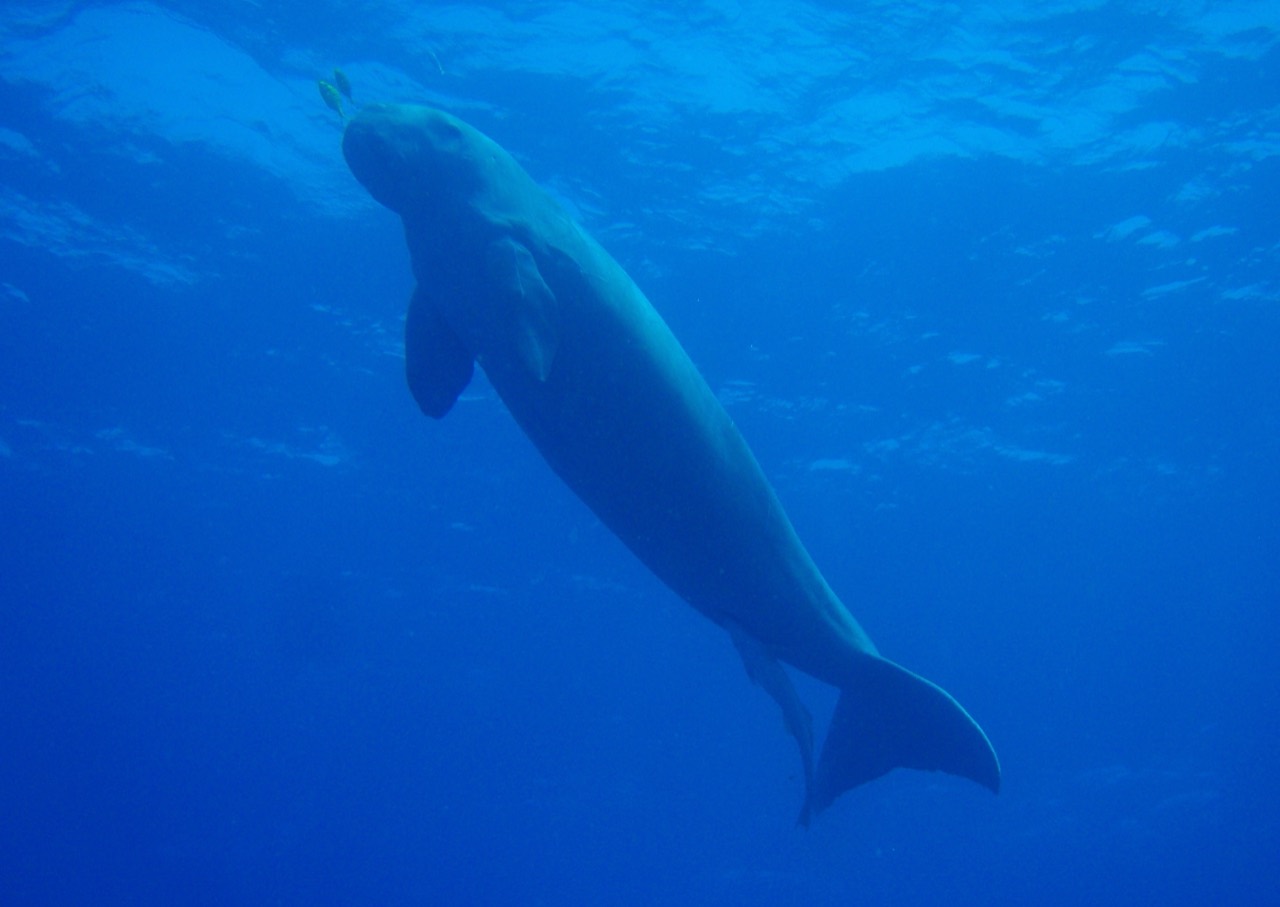 A dugong grazing on a shallow seagrass meadow, its broad downturned snout pressed to the seabed and a dolphin-like fluked tail trailing behind in clear tropical water