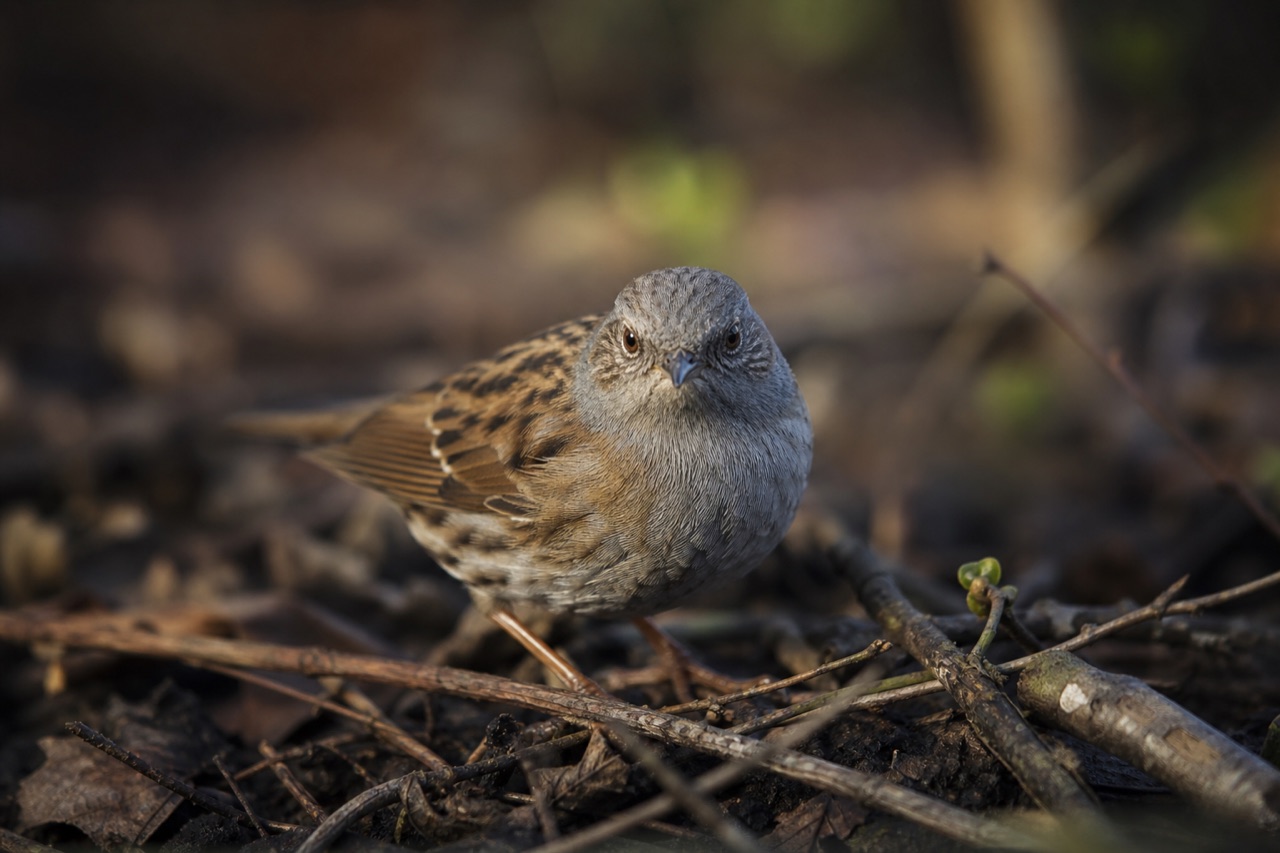 Dunnock with streaked brown plumage and grey head shuffling beneath a garden hedge beside scattered seed