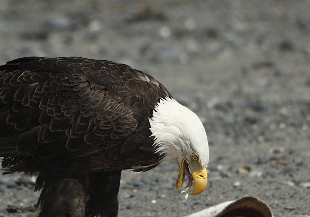 A golden eagle with broad wings and a hooked beak soaring above mountain ridges, its talons tucked beneath its body.