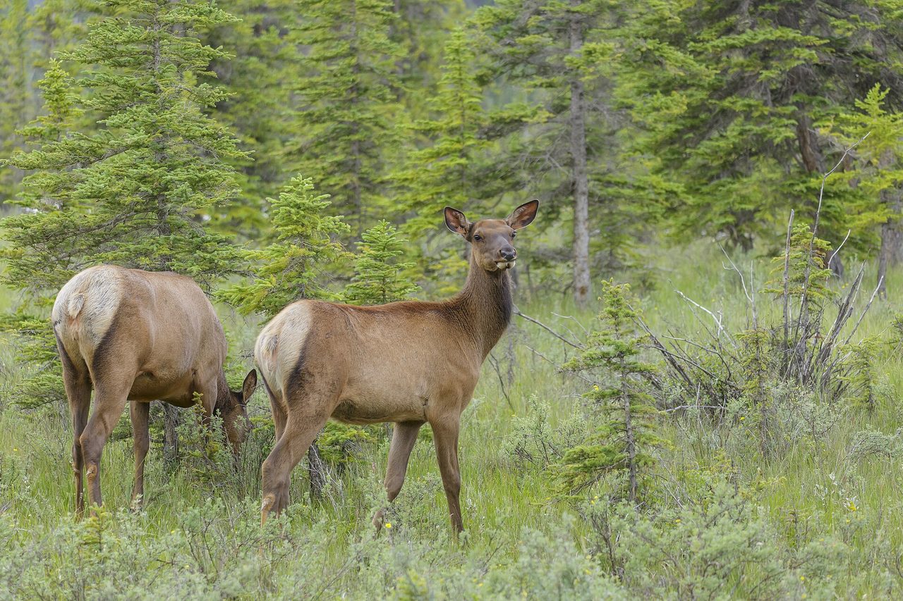Two cow elk (Cervus canadensis) grazing in a lush green meadow surrounded by conifer forest in Jasper National Park, Canada.