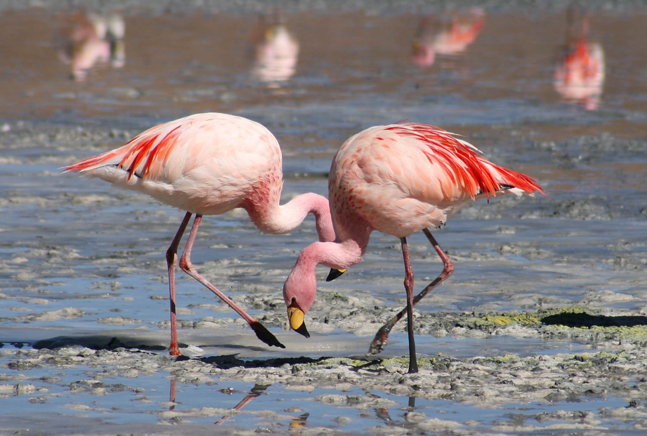 A flamboyance of bright pink flamingos wading and filter-feeding in a shallow saline lake, several with heads dipped upside down in the water.