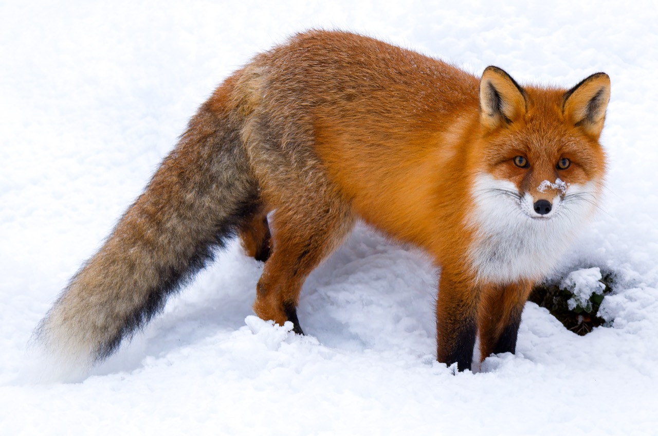 A red fox (Vulpes vulpes) with a rich rust-orange coat, white throat, black legs and a bushy white-tipped tail, standing alert in a grassy clearing.