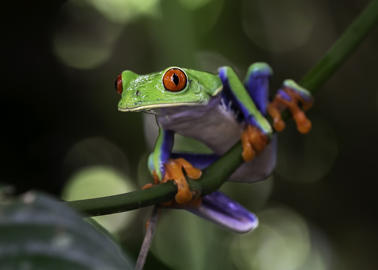 A bright green tree frog perched on a wet leaf, its bulging golden eyes and smooth moist skin visible, with raindrops on the foliage around it.
