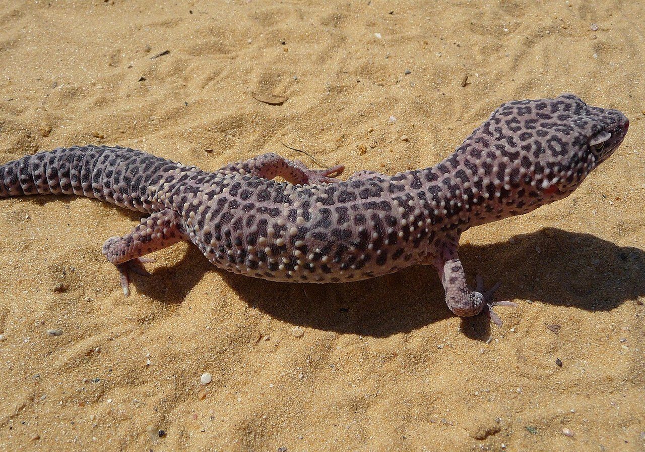 A gecko clinging to a vertical wall showing adhesive toe pads, large eyes and mottled skin.