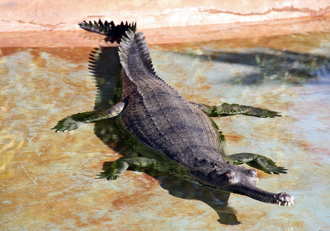 An adult male gharial with an elongated narrow snout and a bulbous nasal growth basking on a sandbank of an Indian river.