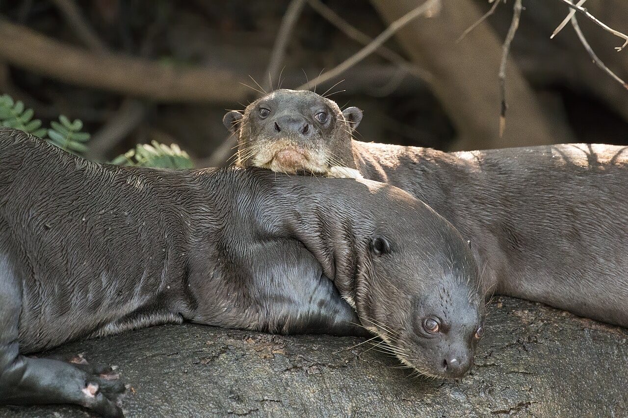 A giant otter surfacing in a dark Amazon river, its sleek brown body and the distinctive cream-coloured throat patch visible above the water, whiskers spread and head raised alertly