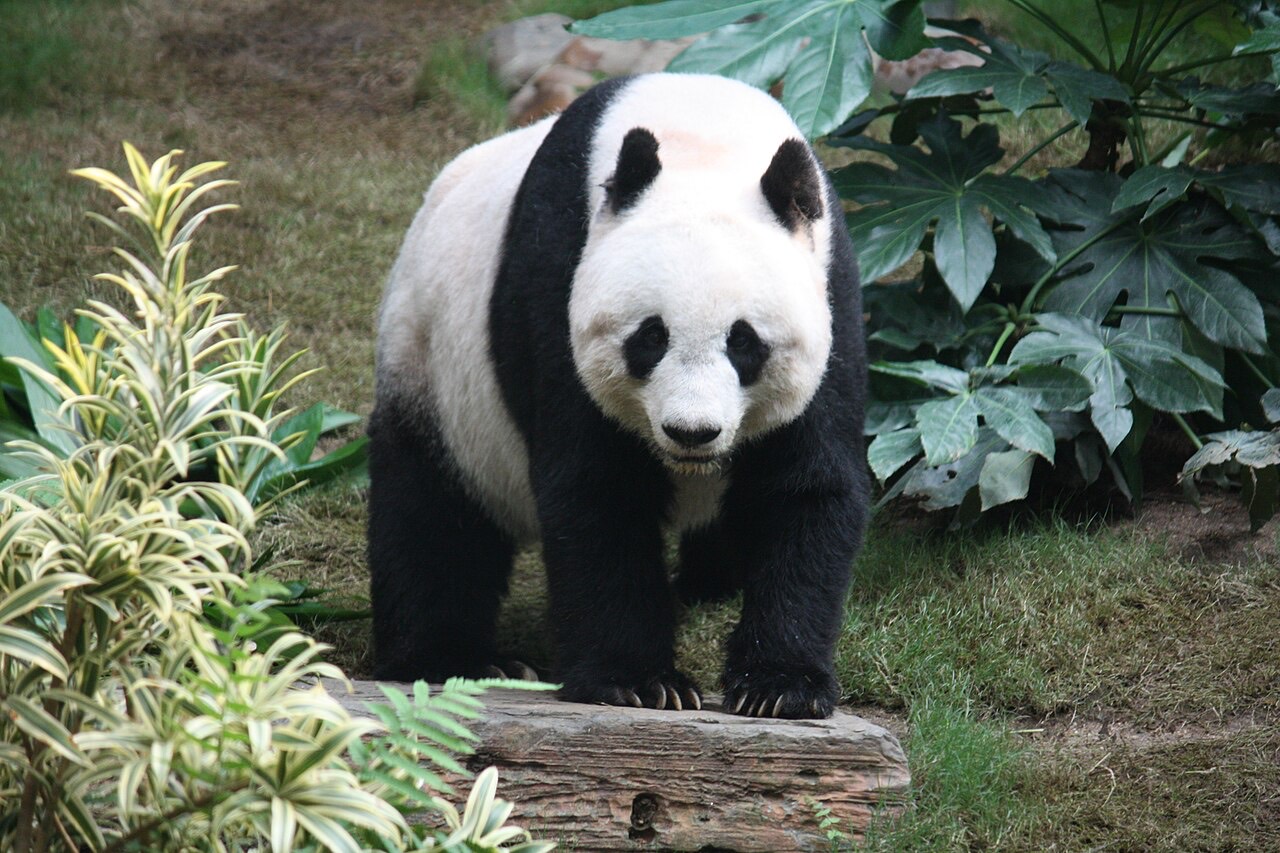 A giant panda with black-and-white fur sitting upright and gripping a bamboo stalk in a misty Chinese mountain forest.