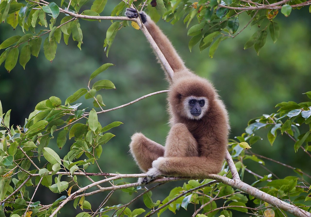A white-handed gibbon hanging from a branch with long arms outstretched, its expressive face turned toward the camera in tropical forest canopy.