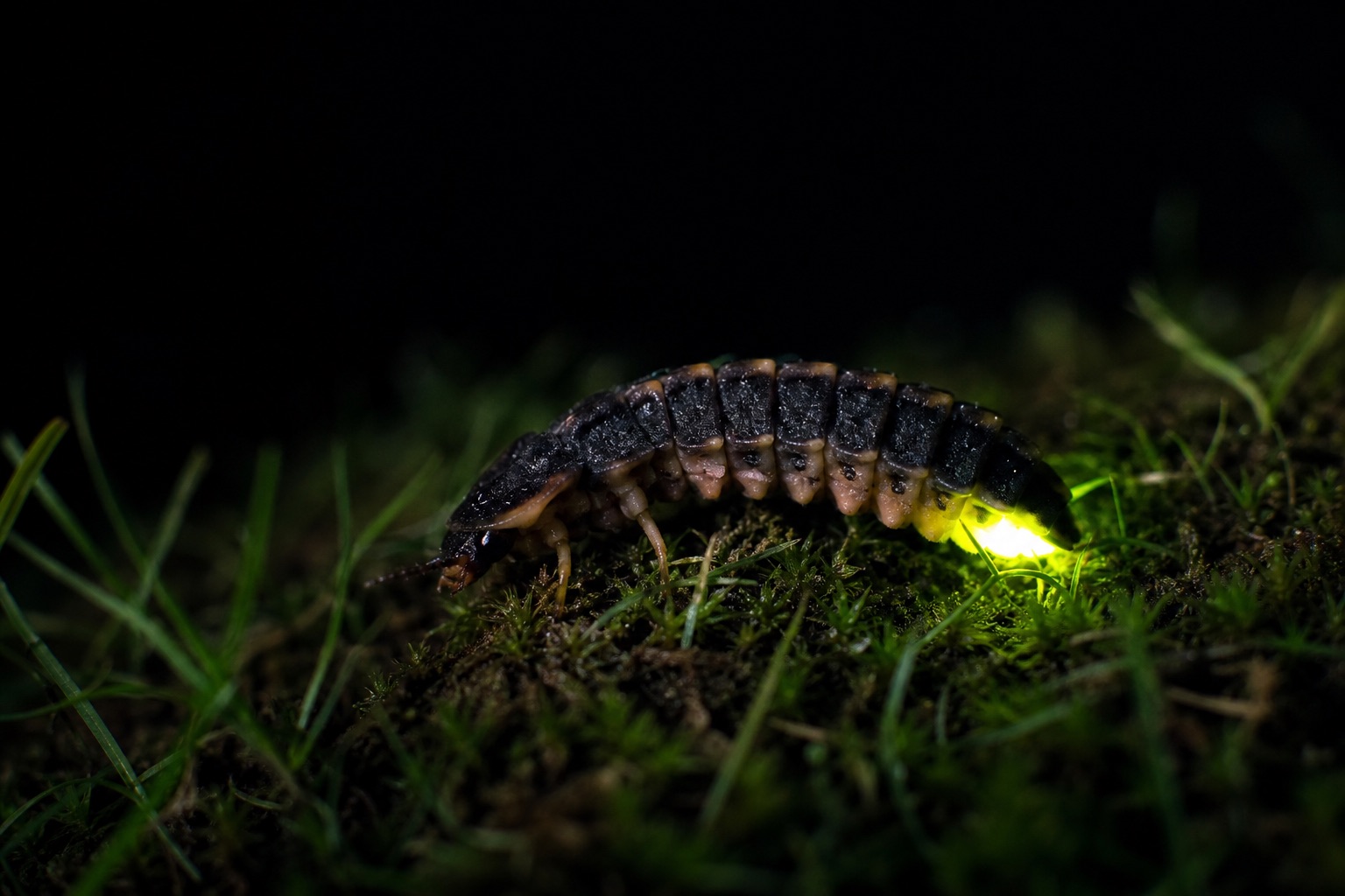 Female European glow-worm larva-like adult glowing green from her abdomen on a grassy bank at night