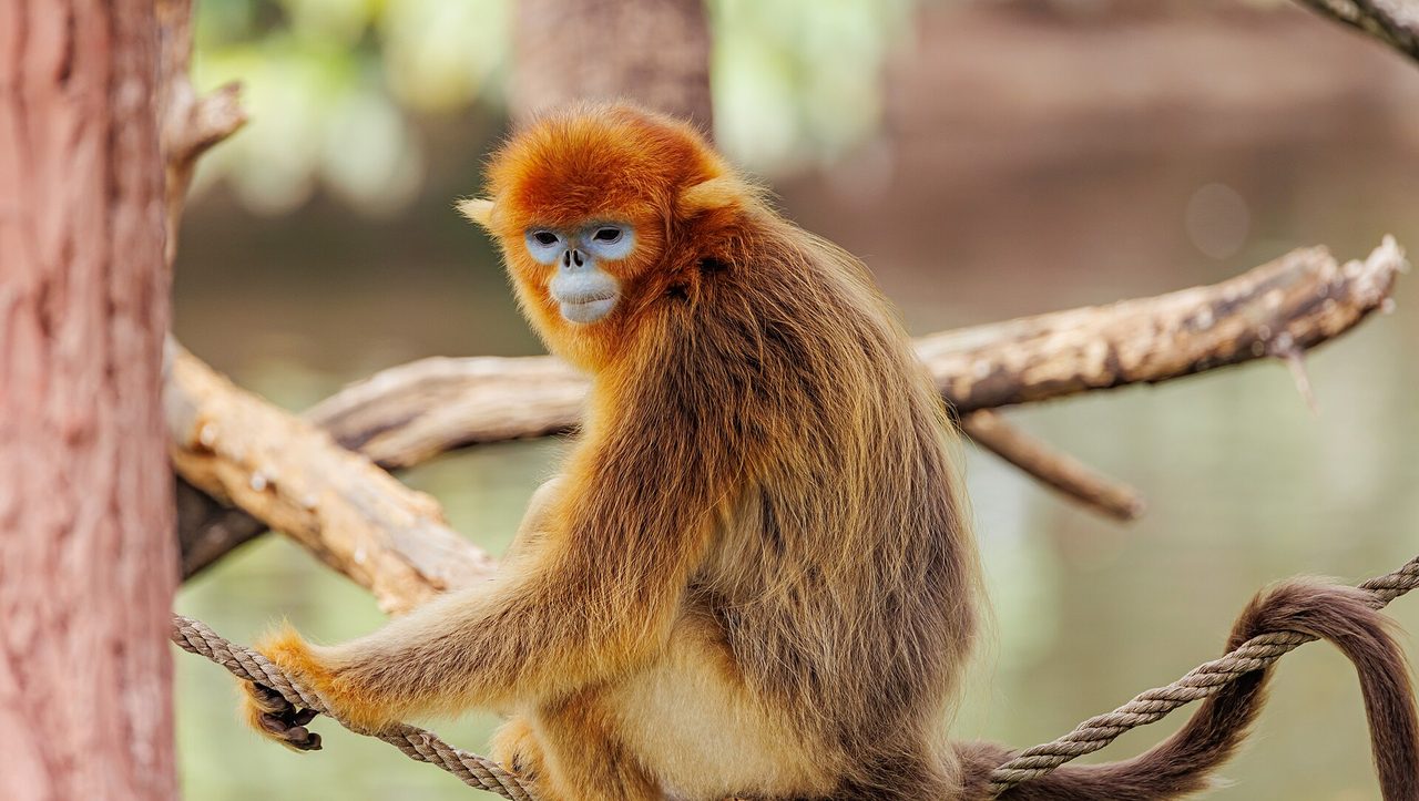 An adult golden snub-nosed monkey (Rhinopithecus roxellana) with vivid orange-golden fur and distinctive pale blue facial skin sits on rope branches, facing the camera against a softly blurred green woodland background.