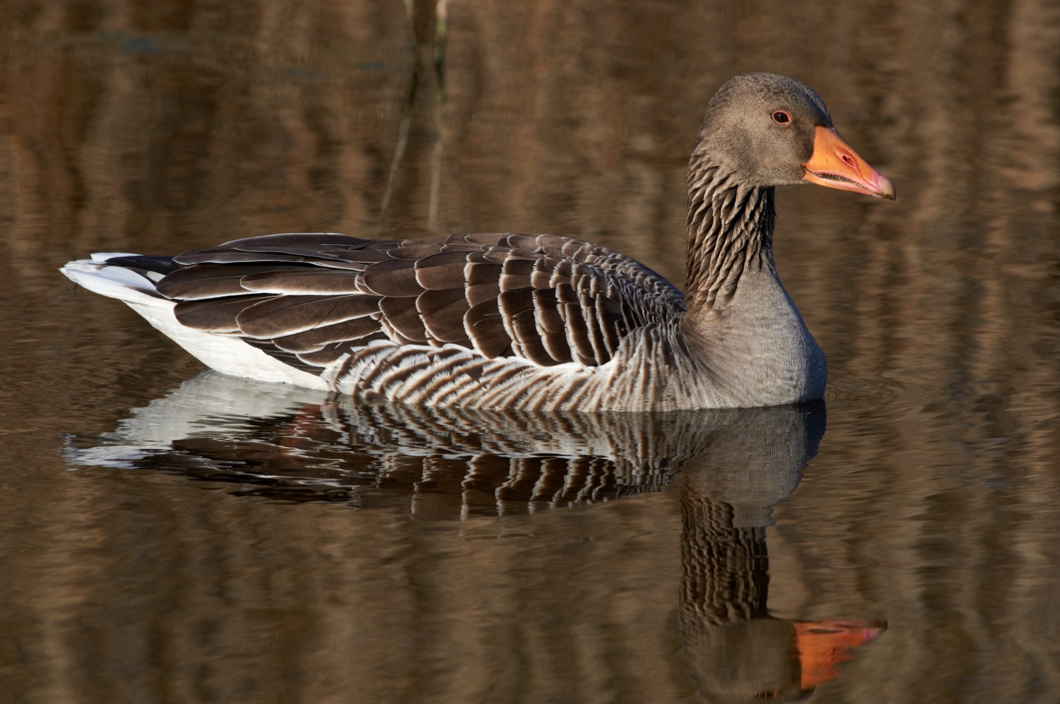 A greylag goose standing on a grassy riverbank, showing its stout orange bill, pale grey-brown plumage and webbed feet