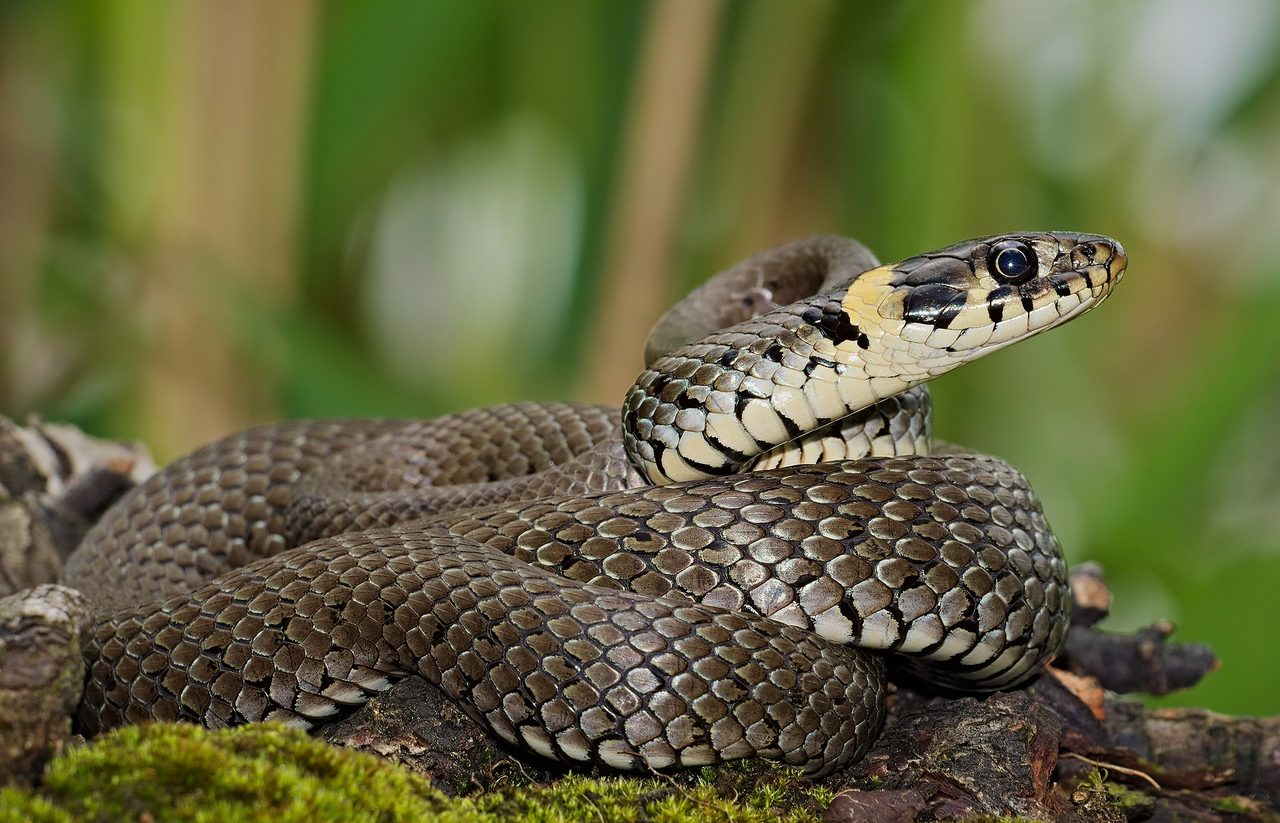 A grass snake (Natrix natrix) coiled on mossy wood with its head raised, showing the characteristic yellow-and-black collar markings, with green reeds in the background