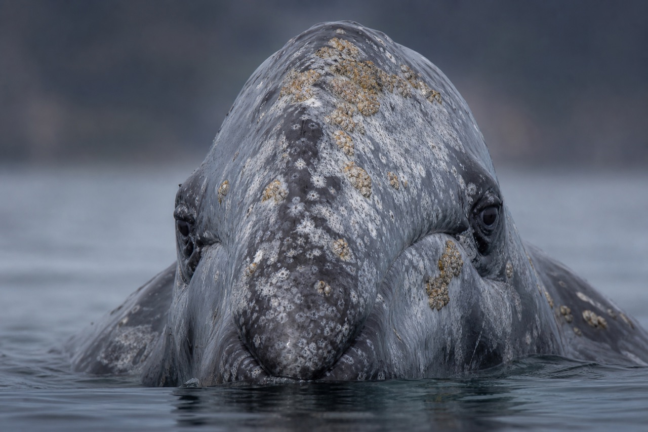 Gray whale with mottled barnacle-covered skin surfacing at sea