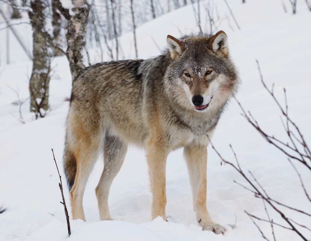 A grey wolf (Canis lupus) standing alert in snowy northern woodland, its thick grizzled coat and amber eyes catching the winter light.