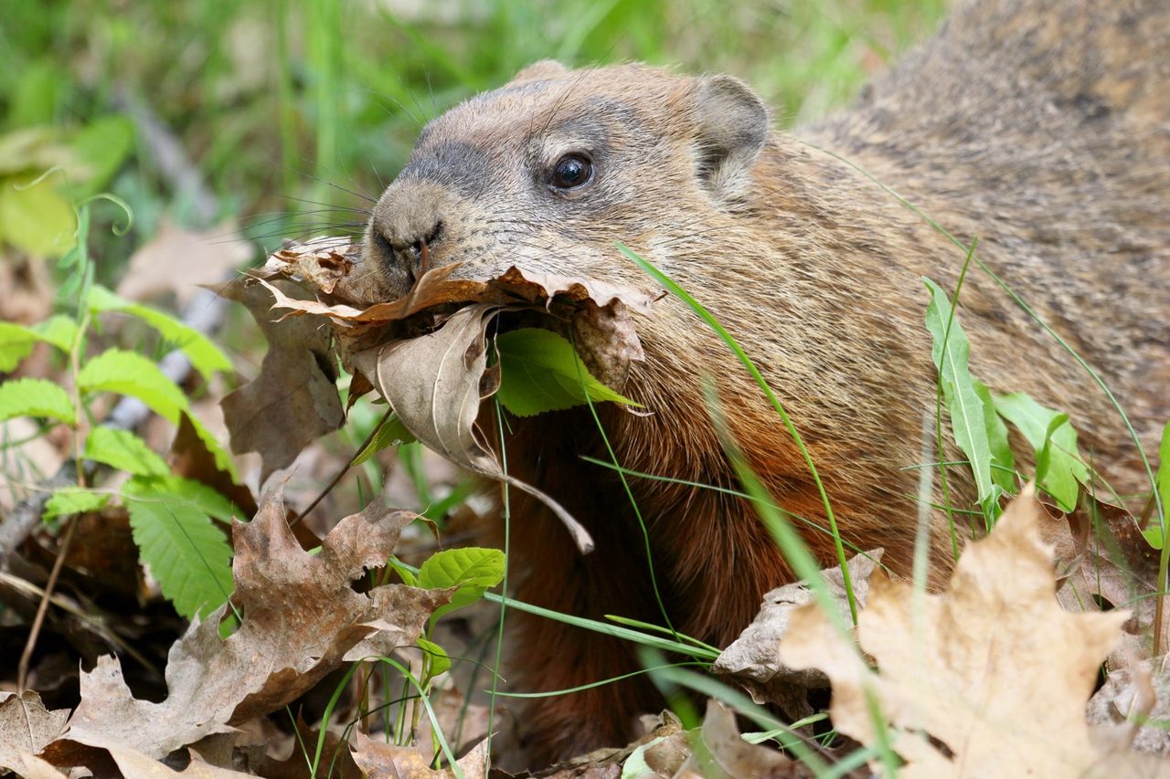 A plump brown groundhog standing upright on its hind legs at the entrance of its burrow in a grassy meadow, front paws tucked, alert and looking outward.