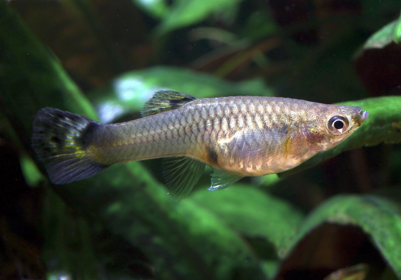 A male guppy with iridescent blue tail and orange body swimming among live plants in a planted freshwater aquarium.