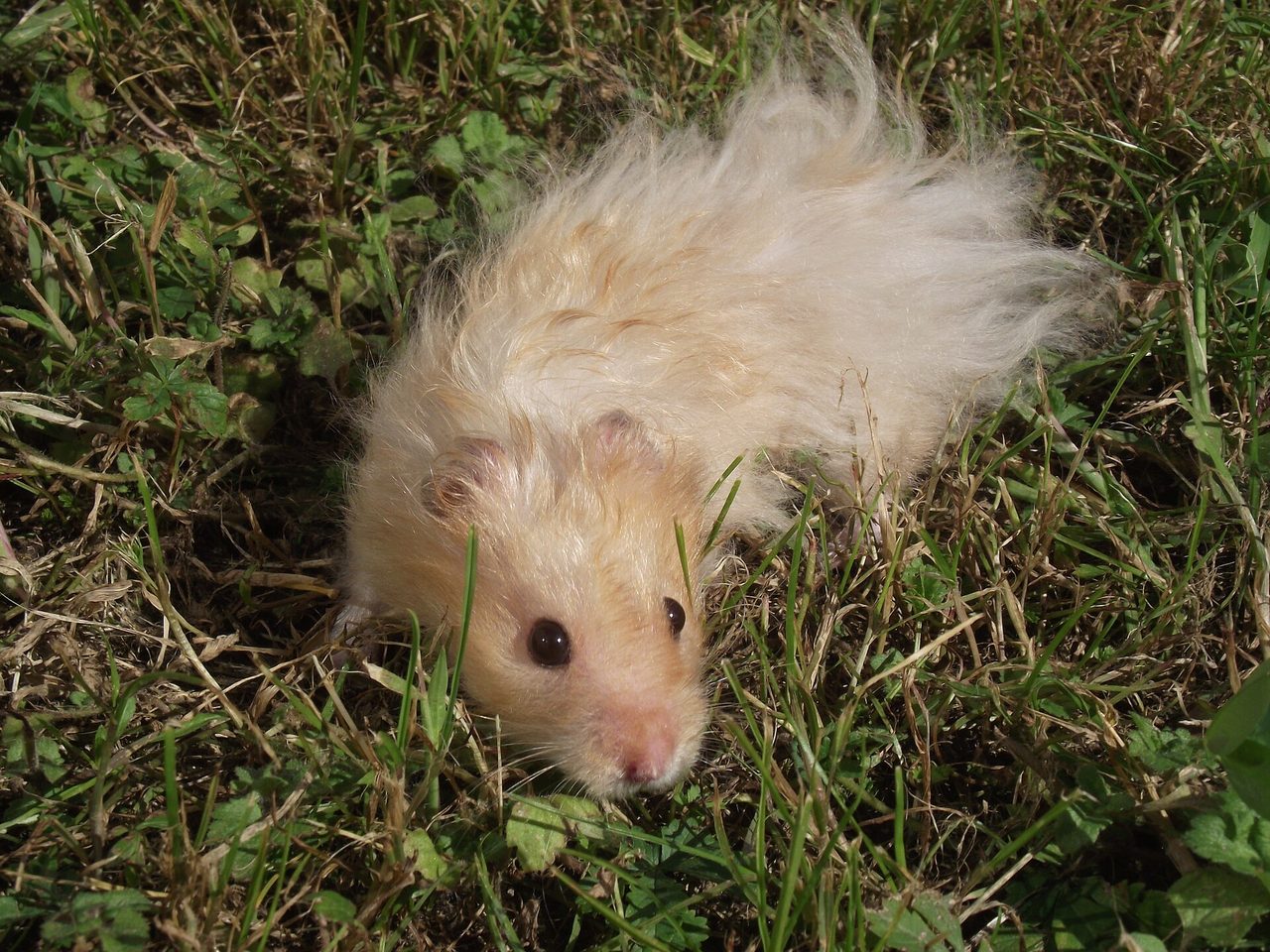 A long-haired golden Syrian hamster (Mesocricetus auratus) sitting in green grass outdoors in sunlight.