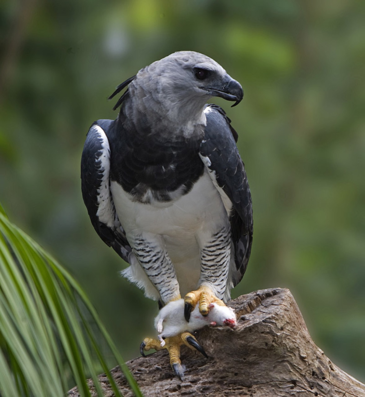 A massive grey-and-white Harpy Eagle perched on a rainforest branch, its double-pointed black crest raised, fixing the camera with dark eyes above a hooked beak and enormous yellow talons gripping the bark.