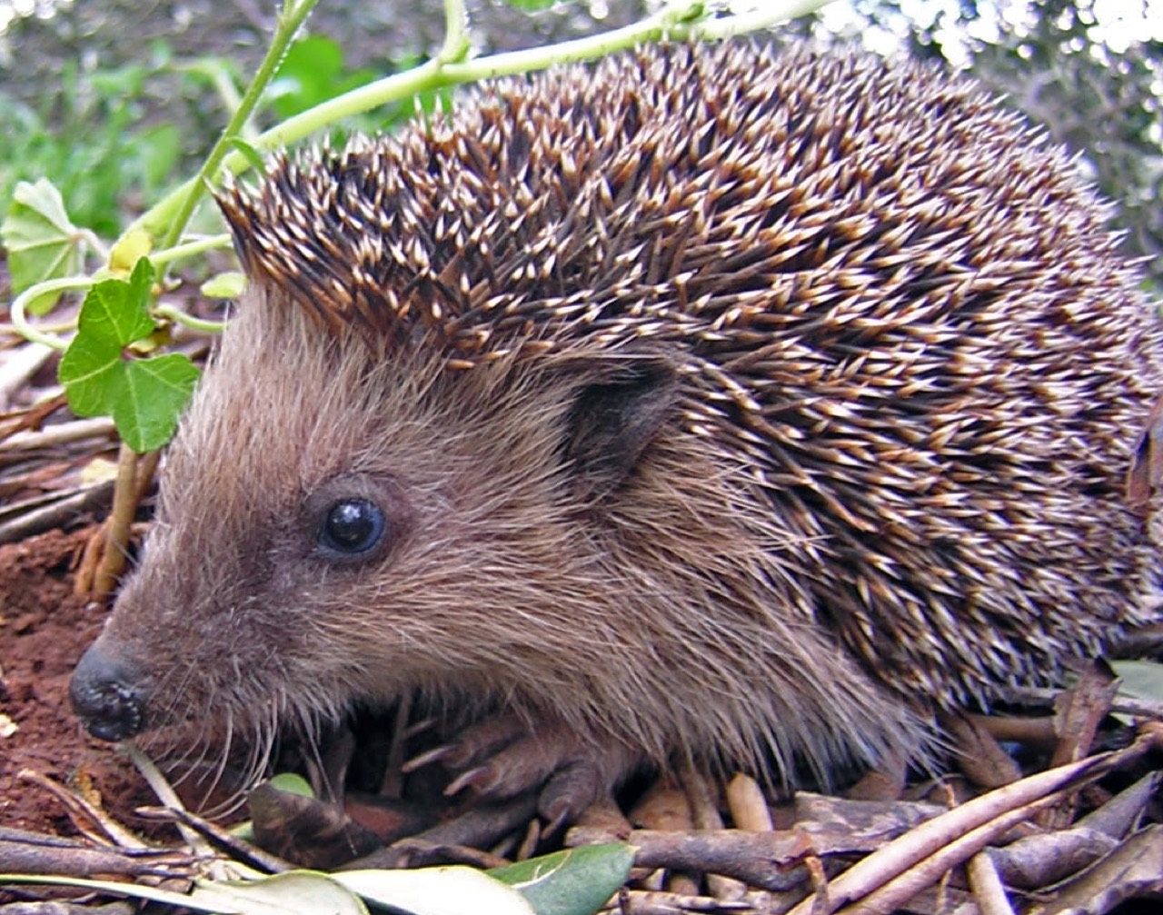 A European hedgehog with brown-and-cream spines foraging on grass at dusk, nose lowered toward the ground