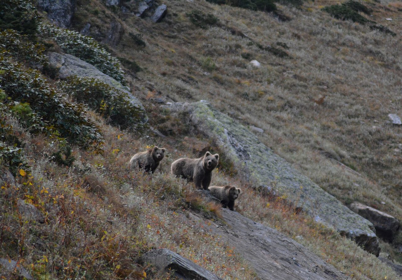 Three Himalayan brown bears (Ursus arctos isabellinus) on a steep wild alpine slope covered with autumn grasses and rocks at Kugti Wildlife Sanctuary, Himachal Pradesh, India