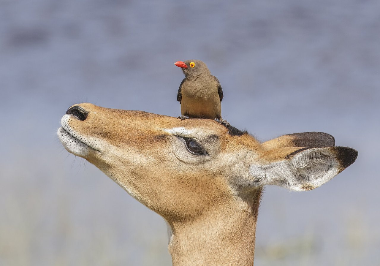 A male impala with sleek reddish-brown coat and lyre-shaped horns standing in acacia woodland, a herd of females grazing behind.