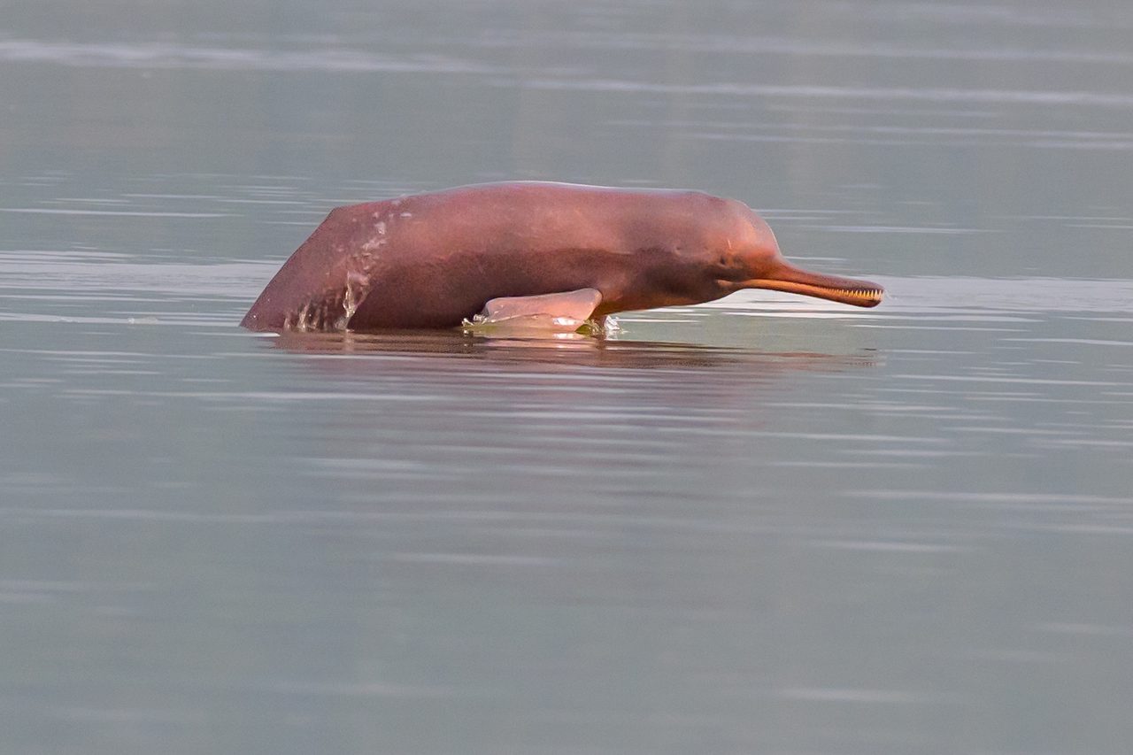 A live Ganges river dolphin (Platanista gangetica) surfacing in a calm, murky river, its distinctive elongated beak with visible teeth and rounded, low dorsal ridge clearly visible above the waterline; the animal's pinkish-brown skin glistens in natural light.