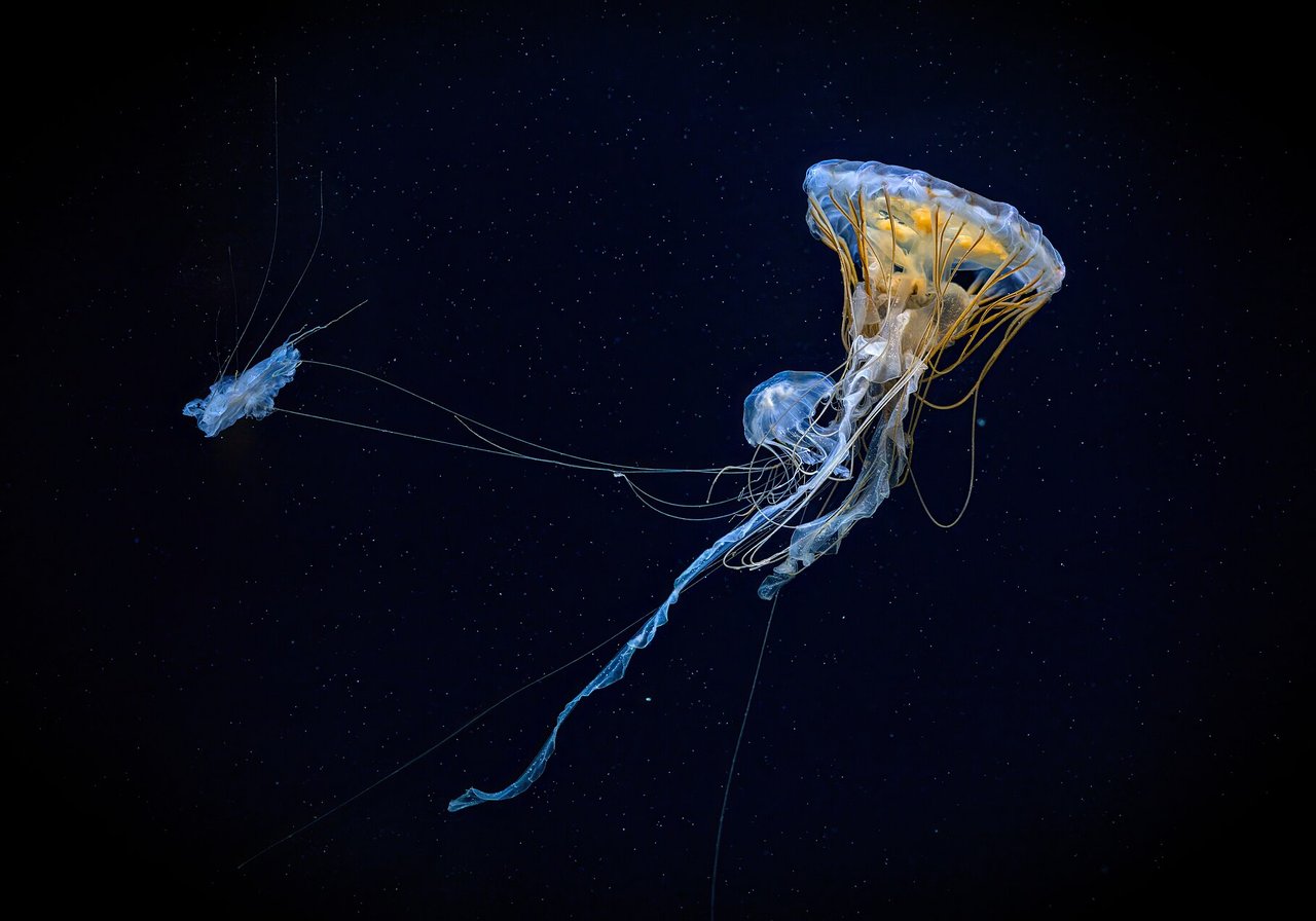 A large amber-belled jellyfish drifting through dark water, trailing long, fine stinging tentacles.