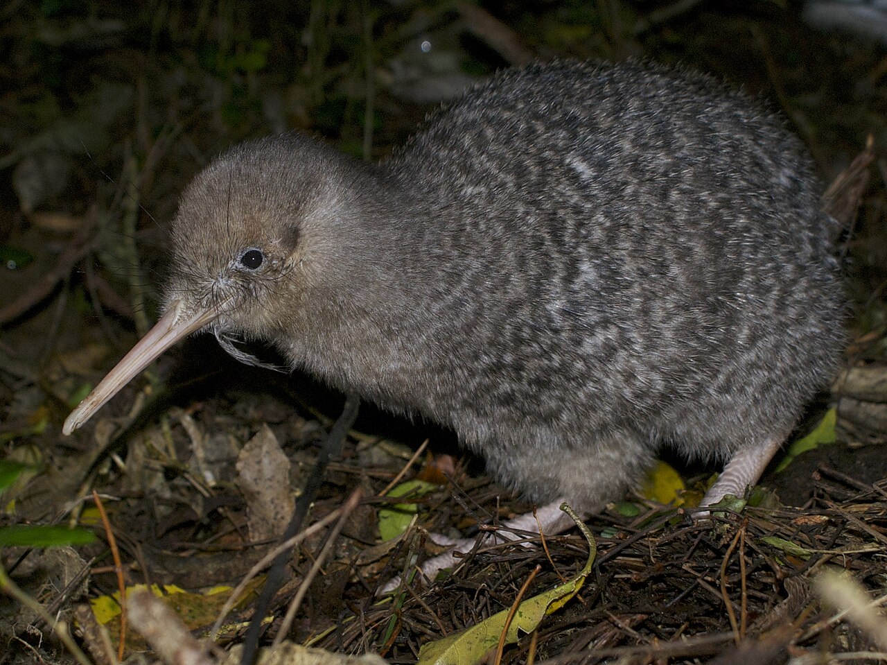 A little spotted kiwi (Apteryx owenii) on the forest floor in New Zealand, its long slender bill lowered to probe the leaf litter for invertebrates