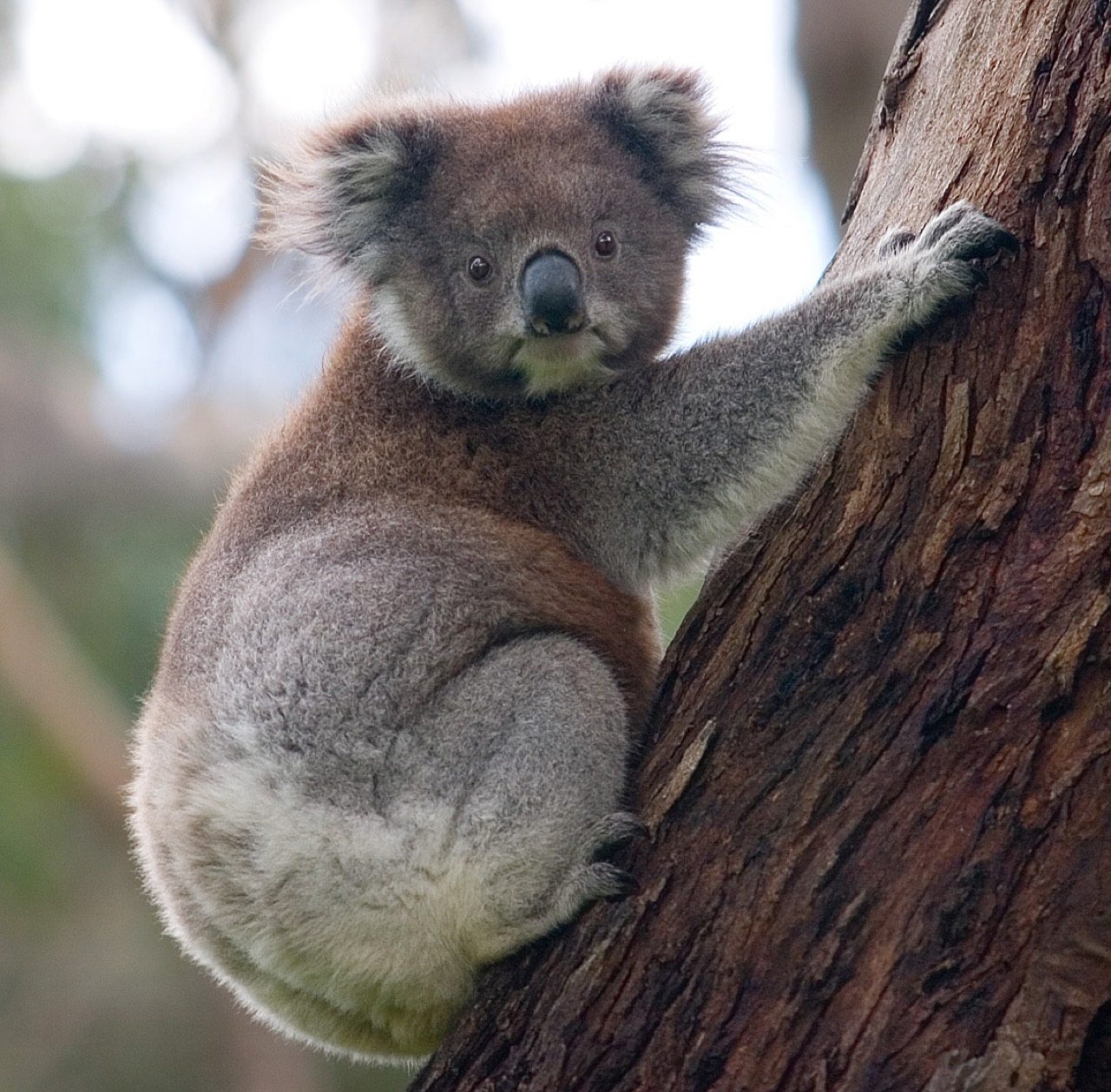 A wild koala with grey fur and a large rounded nose clinging to the fork of a eucalyptus tree in Australia