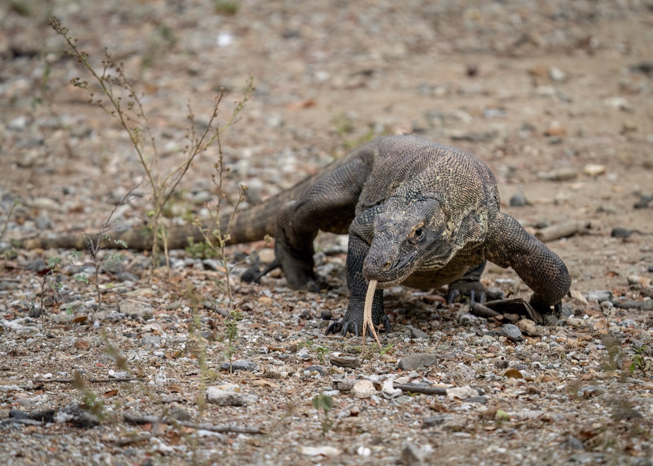A wild adult Komodo dragon walking across dry savanna grassland on an Indonesian island, its forked yellow tongue extended, showing powerful clawed limbs, muscular tail and tough scaled grey-brown skin.