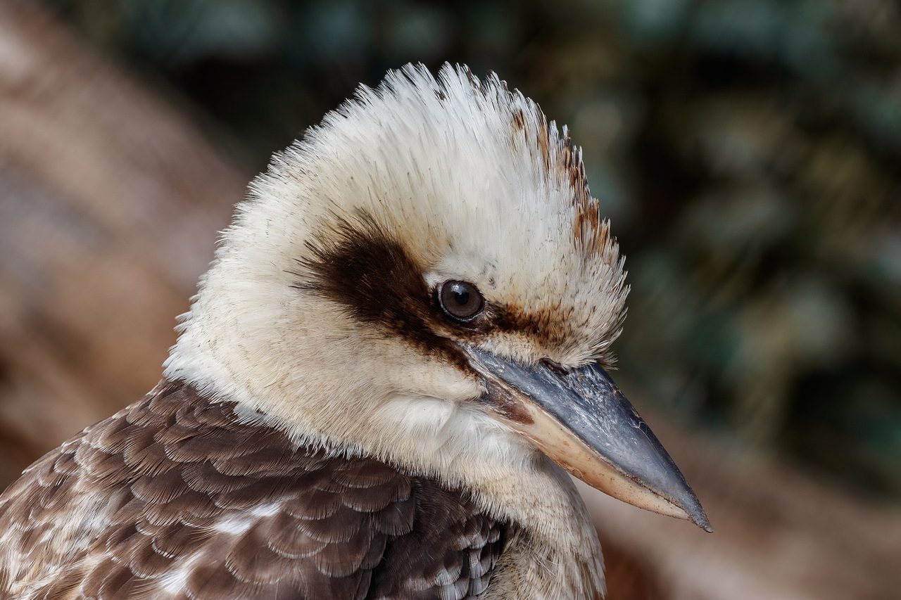A laughing kookaburra (Dacelo novaeguineae) shown in a sharp close-up portrait, displaying its distinctive white and brown plumage, broad heavy bill, and alert dark eye against a softly blurred natural background.