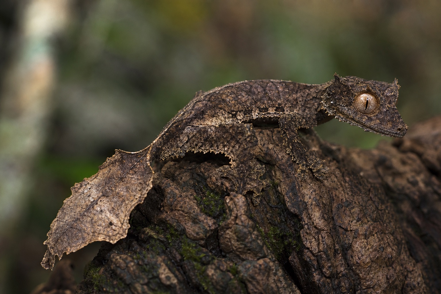 Satanic leaf-tailed gecko with flattened body, tail shaped like a dead leaf and fringe skin along edges on Madagascar rainforest trunk