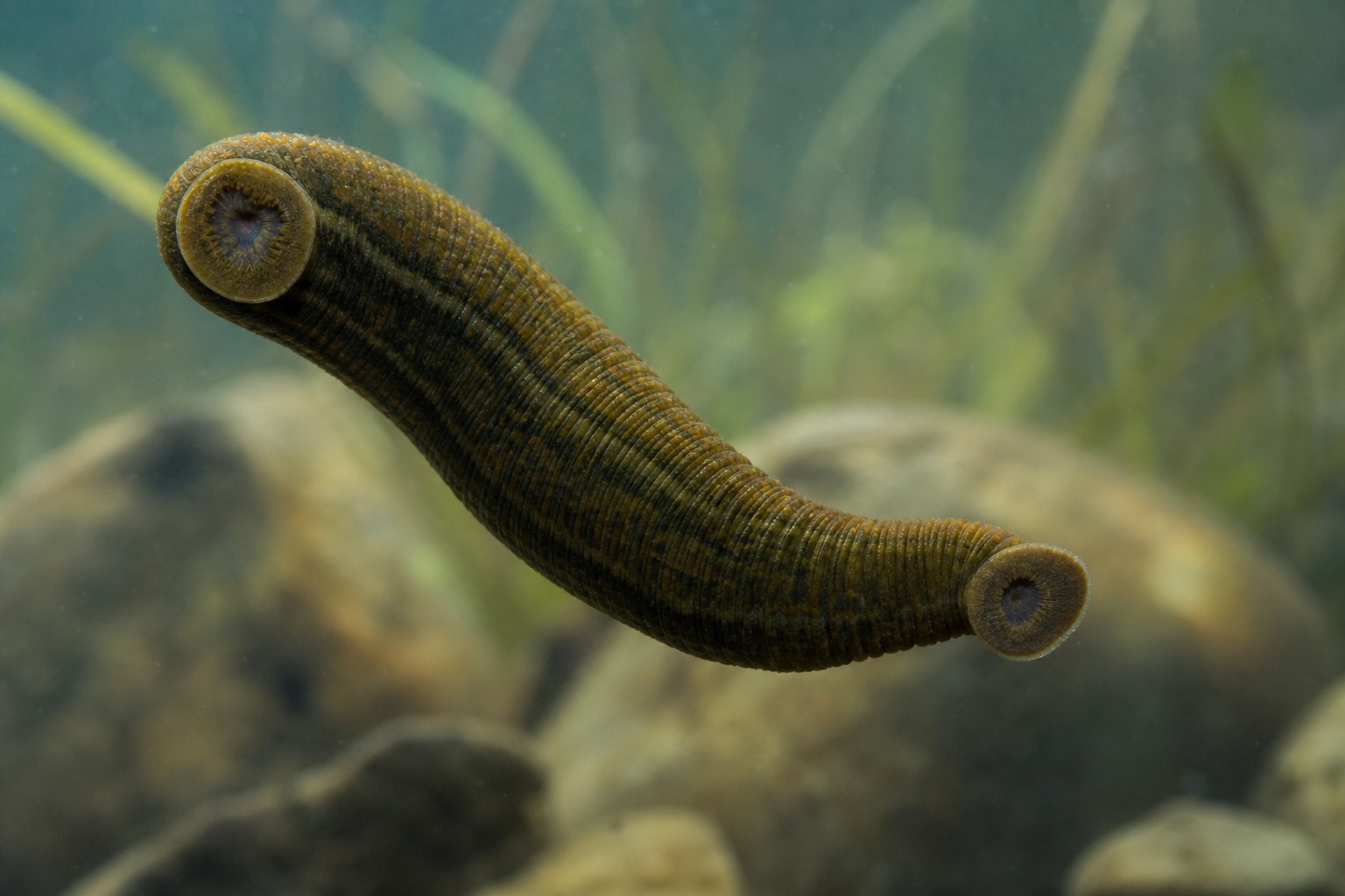 Medicinal leech with segmented olive-brown body swimming in clear freshwater over pond vegetation