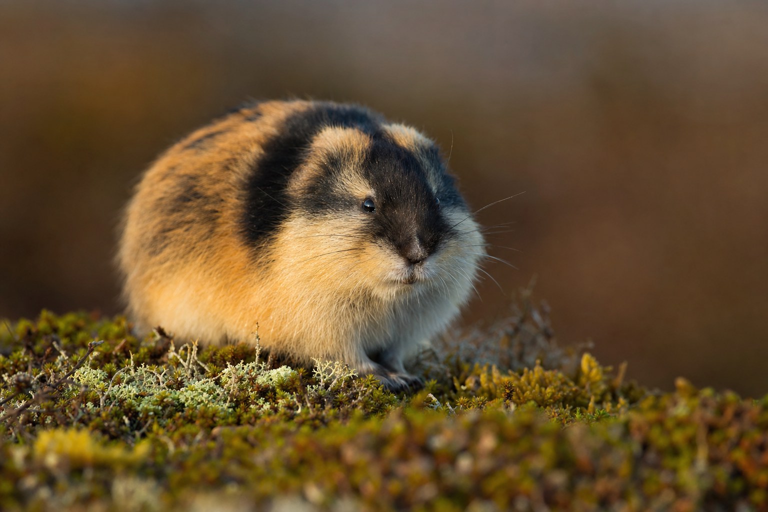 Norway lemming with mottled brown-and-black fur sitting alert among Arctic tundra moss and lichen