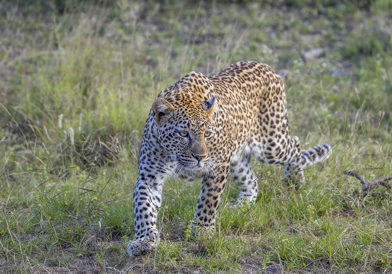 A leopard with golden rosette-spotted coat draped over a tree branch, its muscular tail hanging below the limb.