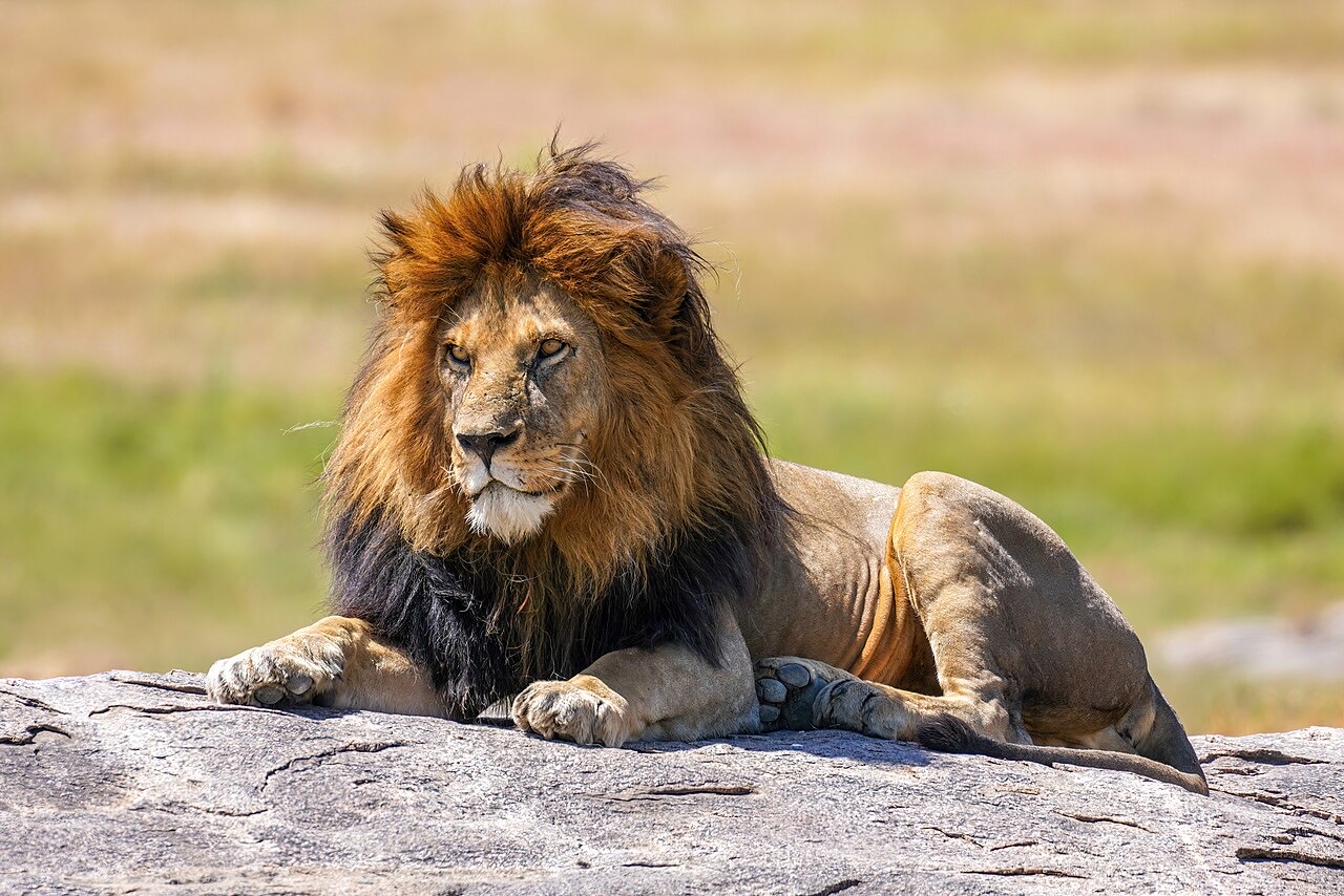 An adult male lion with a dark mane resting on the open grassland of an East African savanna at golden hour, with a lioness nearby.