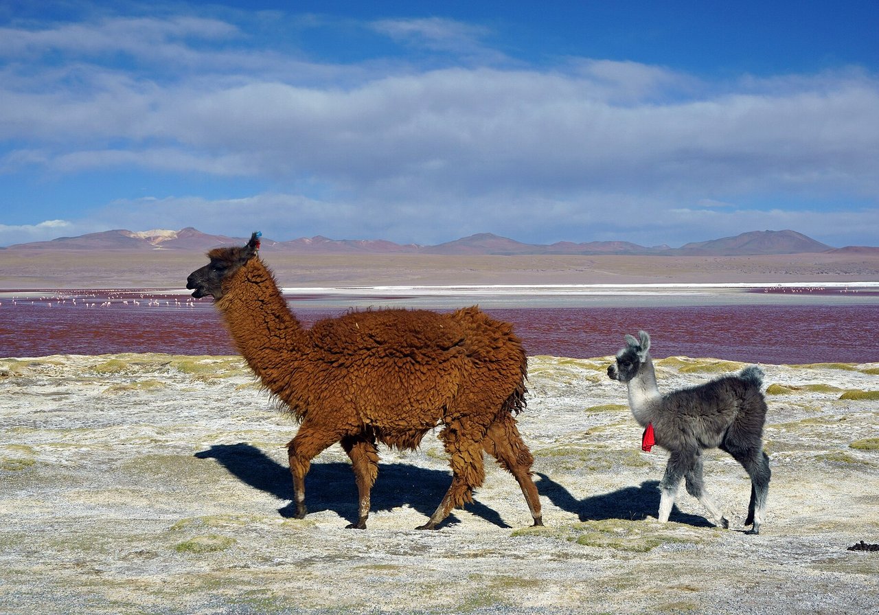 A domestic llama with a long neck and dense wool standing on a high-altitude Andean trail with mountains in the background.
