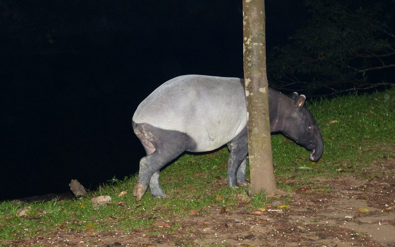 A Malayan tapir standing at a rainforest edge, showing its striking two-tone coat: a jet-black head, shoulders and legs with a broad white "saddle" across its back and rump, plus a short, flexible prehensile snout.