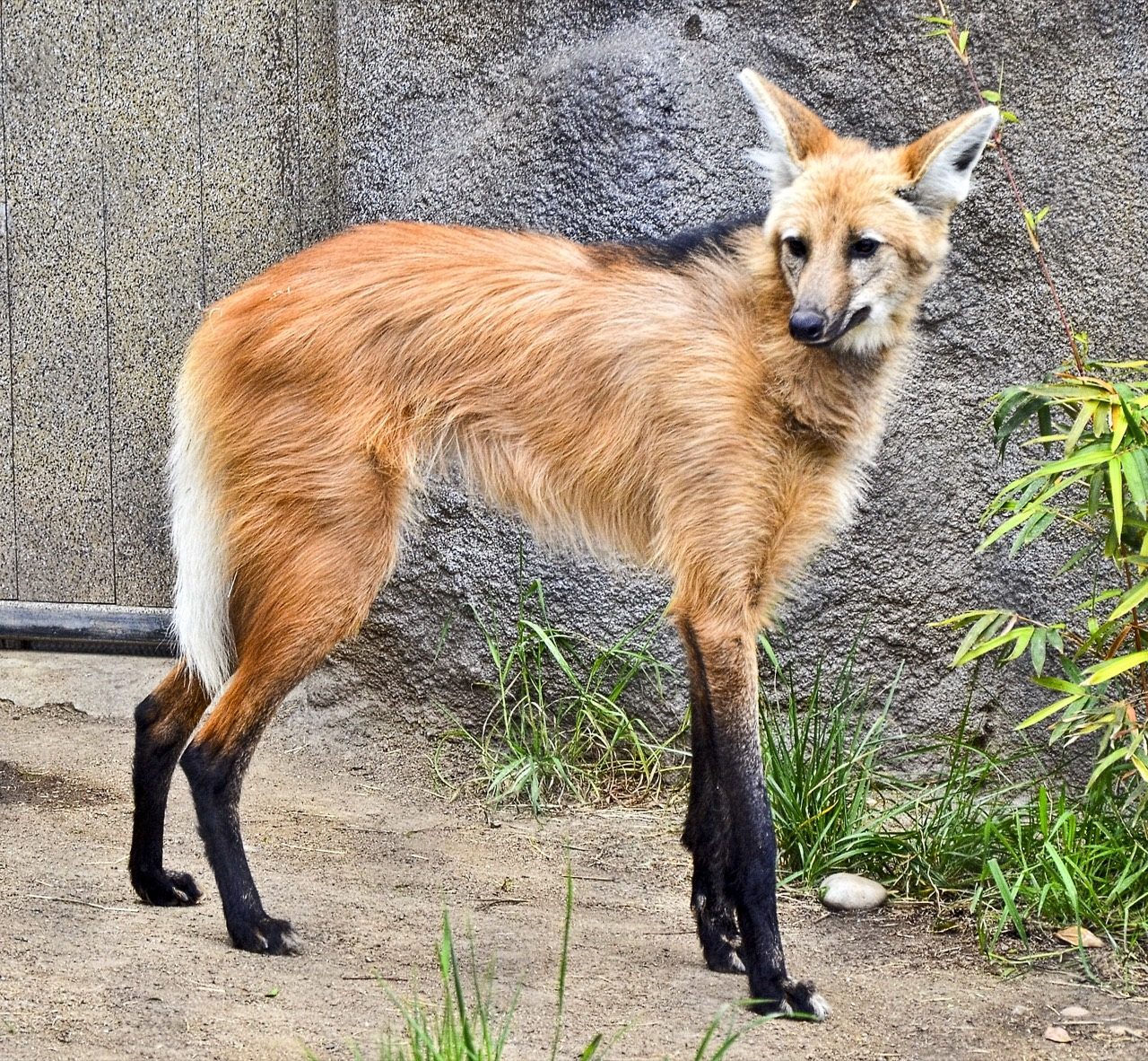 A maned wolf standing alert in tall golden Cerrado grassland, showing its long black stilt-like legs, reddish-orange coat, large erect ears, and dark mane along the back of the neck.