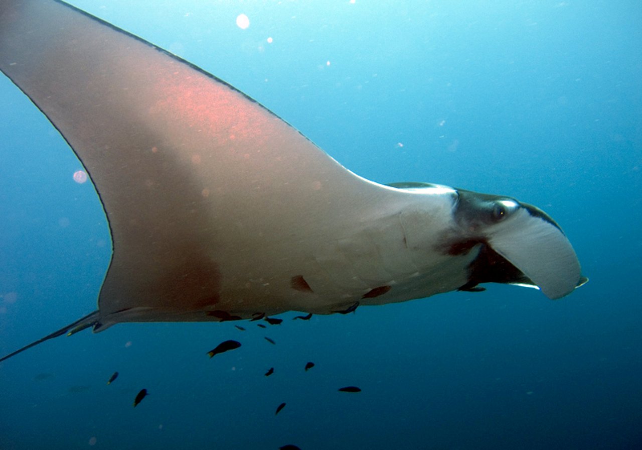 A giant manta ray gliding through blue water with wide triangular pectoral fins and cephalic lobes extended.