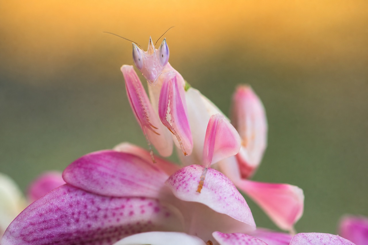 European mantis in muted green perched on a sunflower stem, raptorial forelegs folded in characteristic prayer posture