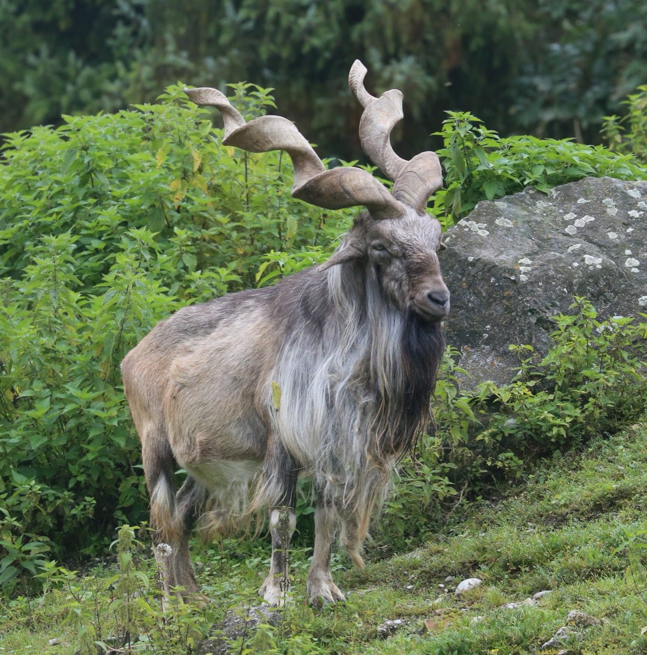 A male markhor standing on a rocky Himalayan slope, displaying its long, corkscrew-twisted horns and flowing winter neck ruff against a backdrop of snow-dusted mountains.