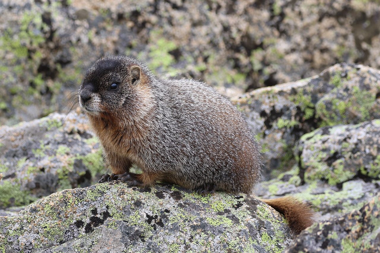 A yellow-bellied marmot (Marmota flaviventris) perched alertly on a lichen-covered rock in its natural mountain habitat.