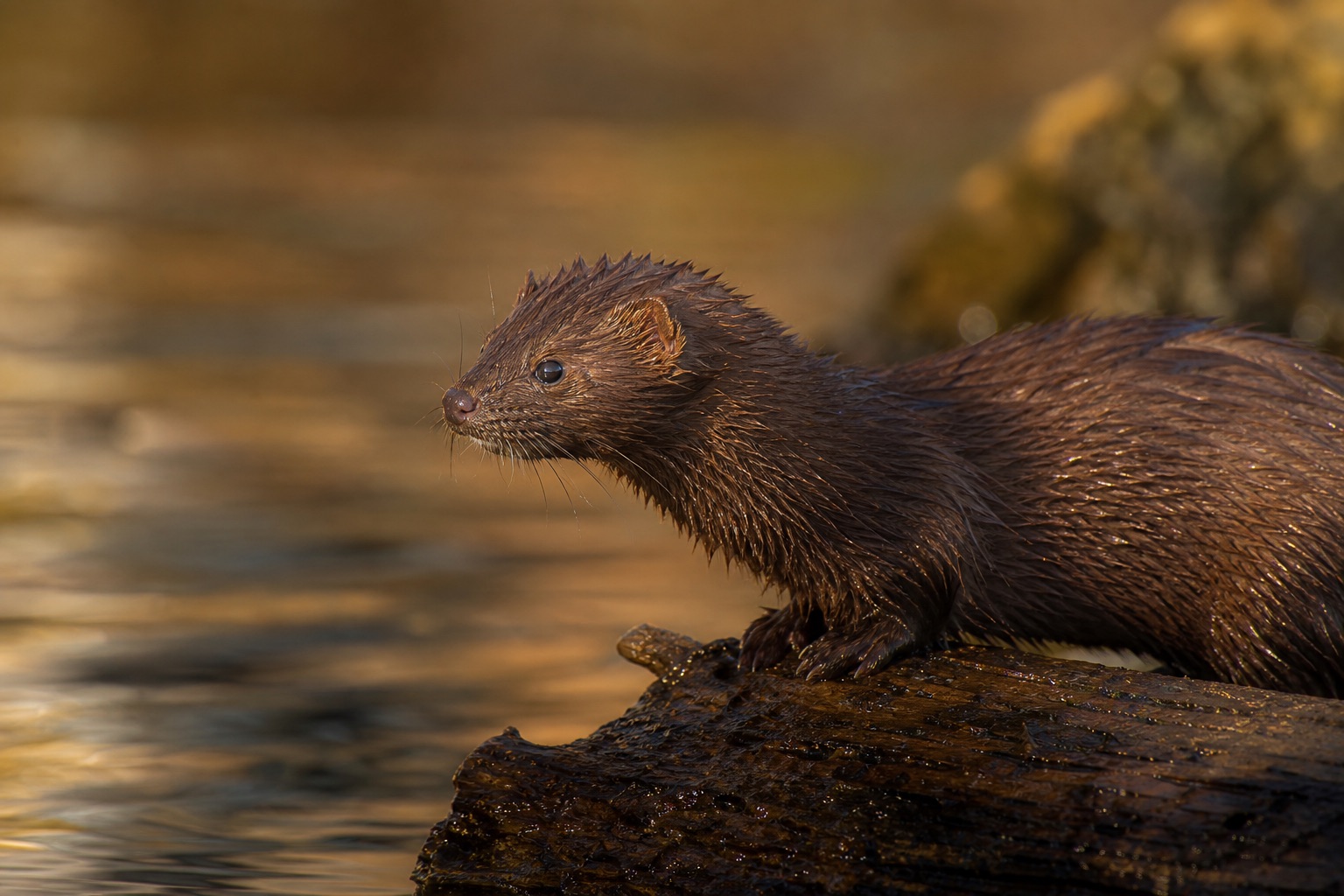 American mink with dark brown fur standing on a riverbank among reeds at the edge of slow-moving water
