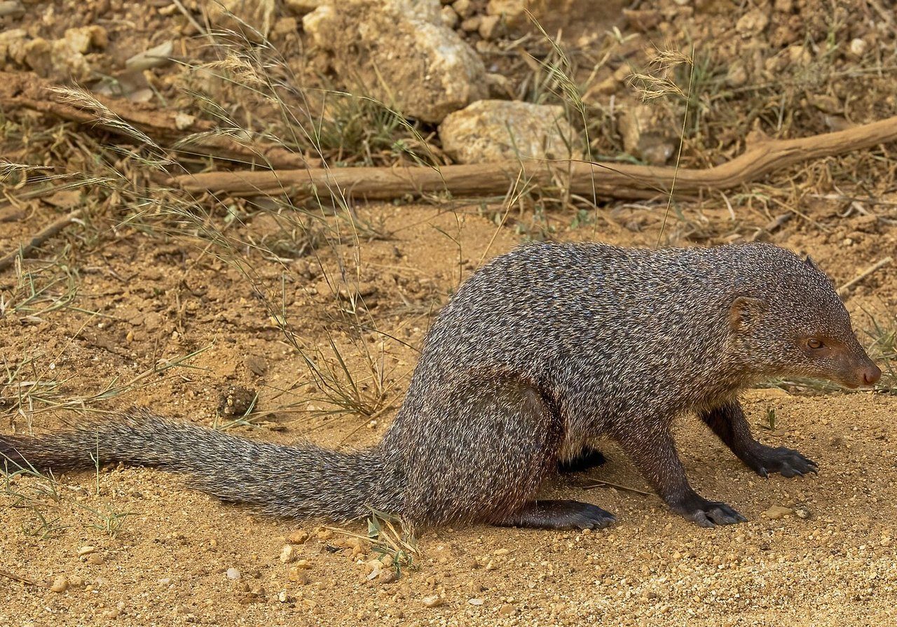 A small Asian mongoose with grizzled brown fur standing alert on a forest trail in tropical South-east Asia.