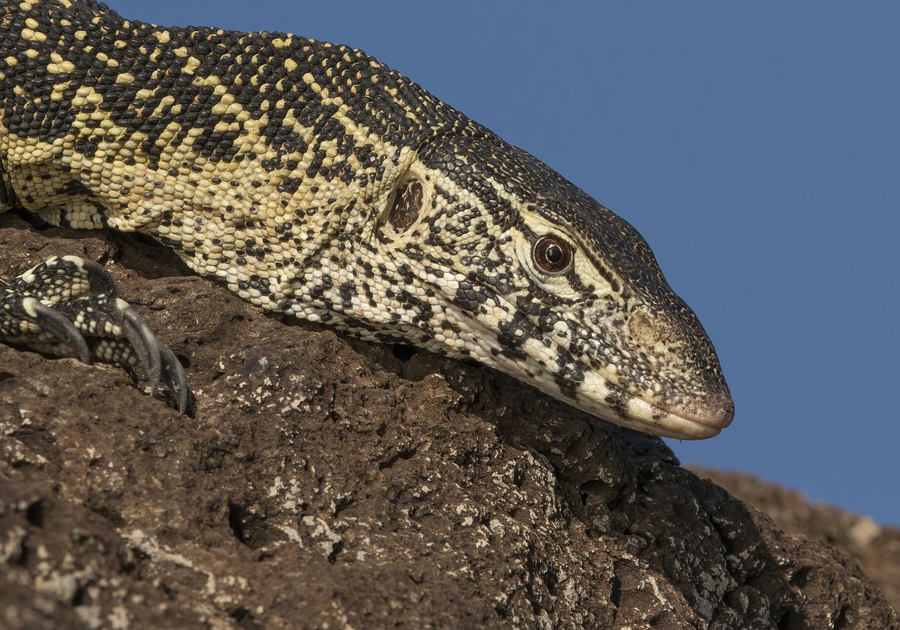 A monitor lizard with elongated neck, forked tongue flicking and patterned scales moving through tropical undergrowth.