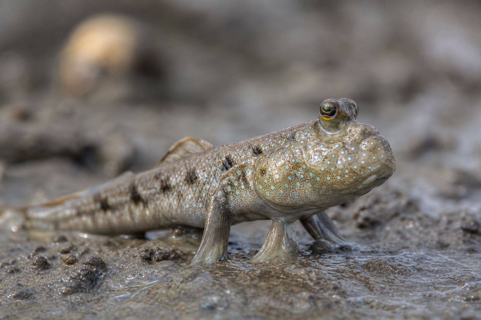 Mudskipper with bulging eyes and mottled brown skin perched on a mangrove mudflat at low tide